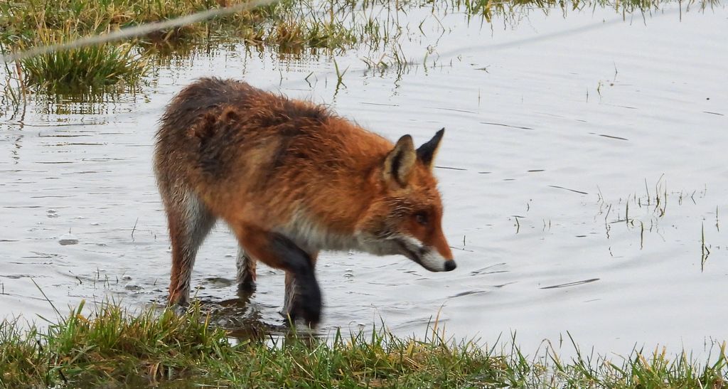 Lis rudy, lis pospolity (Vulpes vulpes)