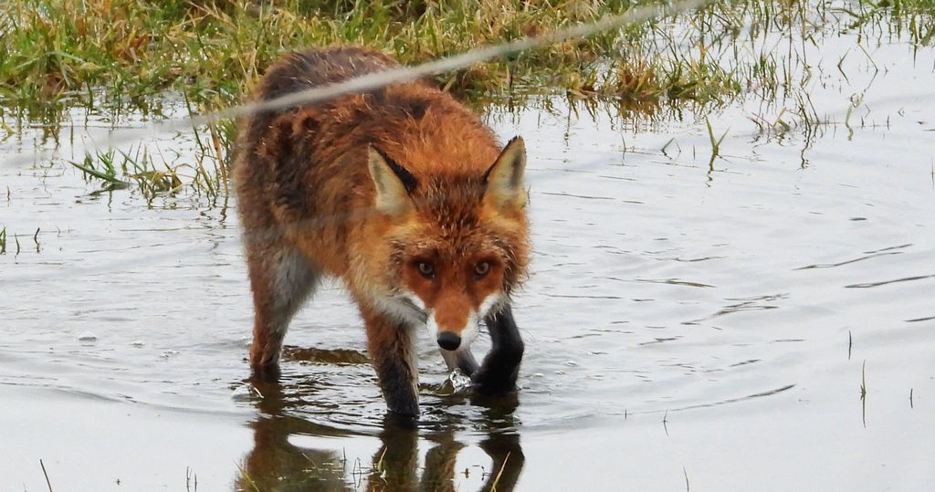 Lis rudy, lis pospolity (Vulpes vulpes)