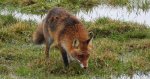 Lis rudy, lis pospolity (Vulpes vulpes)