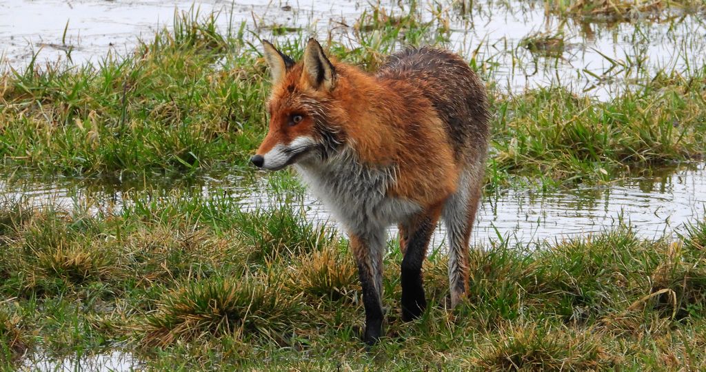 Lis rudy, lis pospolity (Vulpes vulpes)