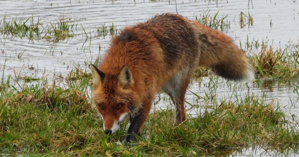 Lis rudy, lis pospolity (Vulpes vulpes)