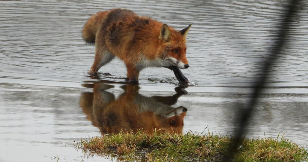 Lis rudy, lis pospolity (Vulpes vulpes)