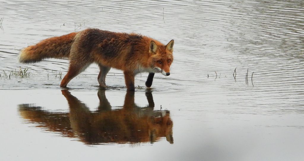 Lis rudy, lis pospolity (Vulpes vulpes)