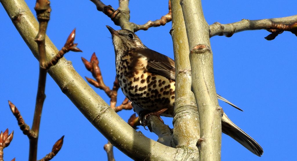 Paszkot (Turdus viscivorus)