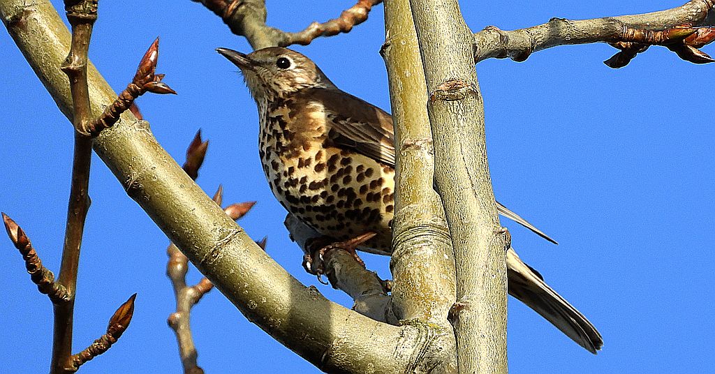 Paszkot (Turdus viscivorus)