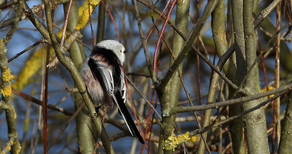 Raniuszek (Aegithalos caudatus)