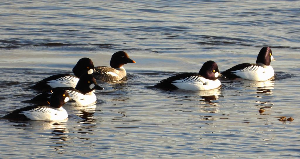 Gągoł, gągoł krzykliwy (Bucephala clangula)