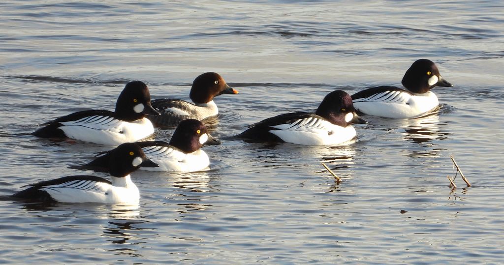 Gągoł, gągoł krzykliwy (Bucephala clangula)