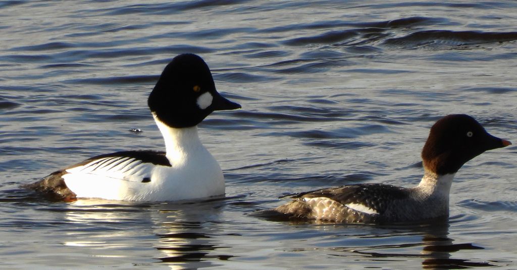 Gągoł, gągoł krzykliwy (Bucephala clangula)