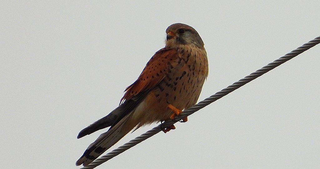 Pustułka, sokół pustułka (Falco tinnunculus)