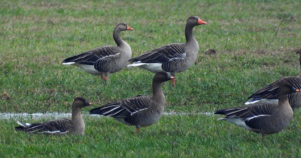 Gęgawa, gęś gęgawa (Anser anser) i gęś tundrowa (Anser serrirostris)
