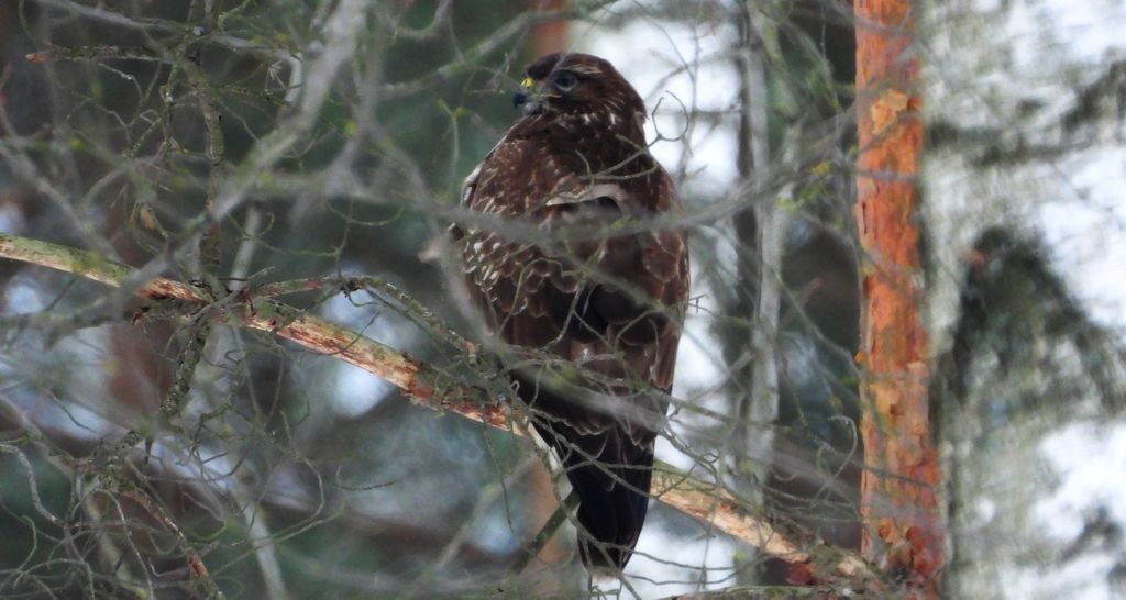 Myszołów zwyczajny, myszołów (Buteo buteo)