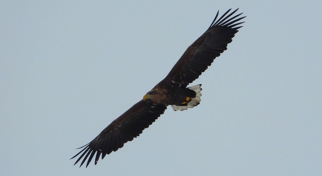 Bielik, orzeł bielik, birkut (Haliaeetus albicilla)