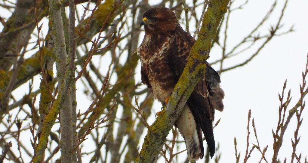 Myszołów zwyczajny, myszołów (Buteo buteo)