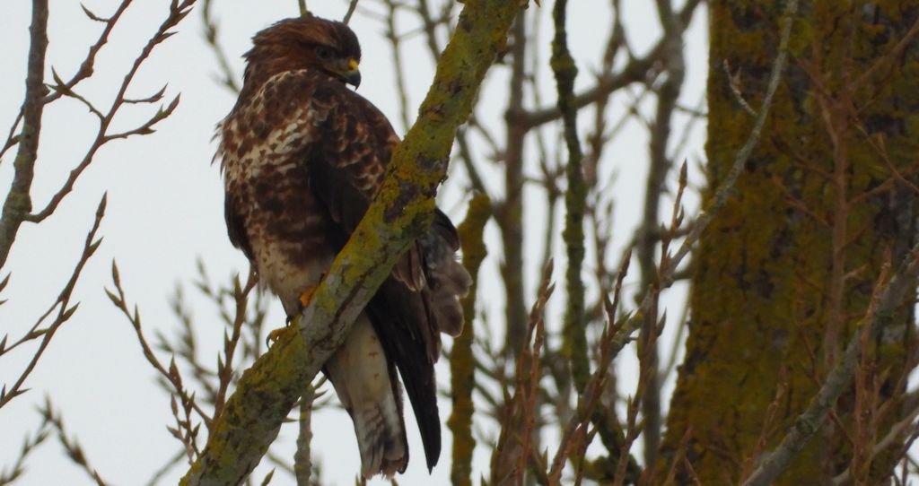 Myszołów zwyczajny, myszołów (Buteo buteo)