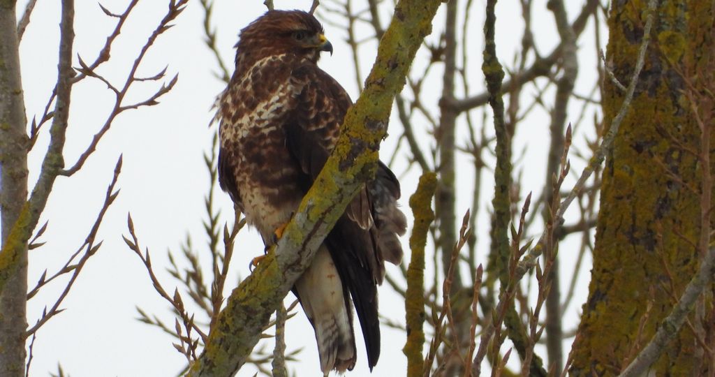 Myszołów zwyczajny, myszołów (Buteo buteo)