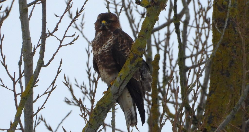 Myszołów zwyczajny, myszołów (Buteo buteo)
