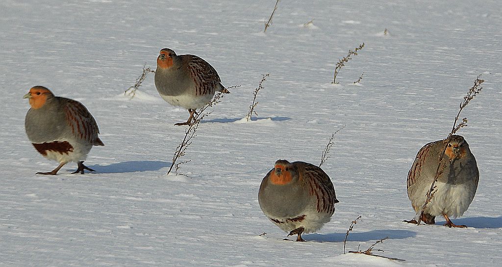 Kuropatwa zwyczajna, kuropatwa (Perdix perdix)