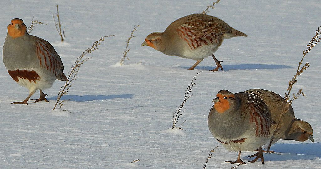 Kuropatwa zwyczajna, kuropatwa (Perdix perdix)