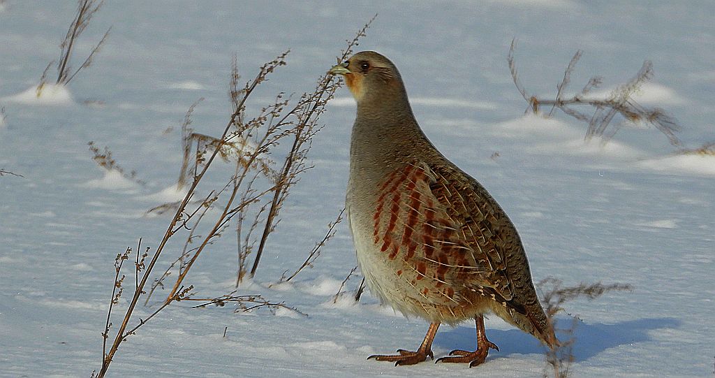 Kuropatwa zwyczajna, kuropatwa (Perdix perdix)