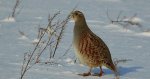 Kuropatwa zwyczajna, kuropatwa (Perdix perdix)