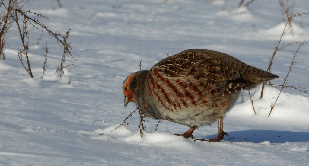 Kuropatwa zwyczajna, kuropatwa (Perdix perdix)