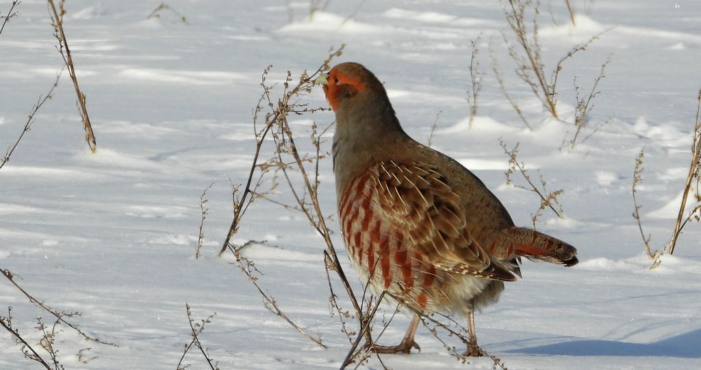 Kuropatwa zwyczajna, kuropatwa (Perdix perdix)
