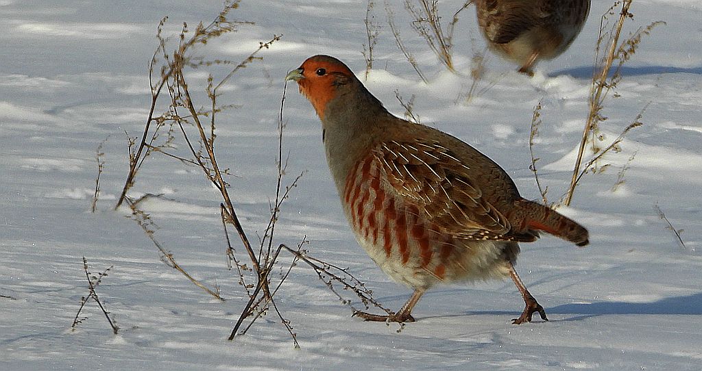 Kuropatwa zwyczajna, kuropatwa (Perdix perdix)