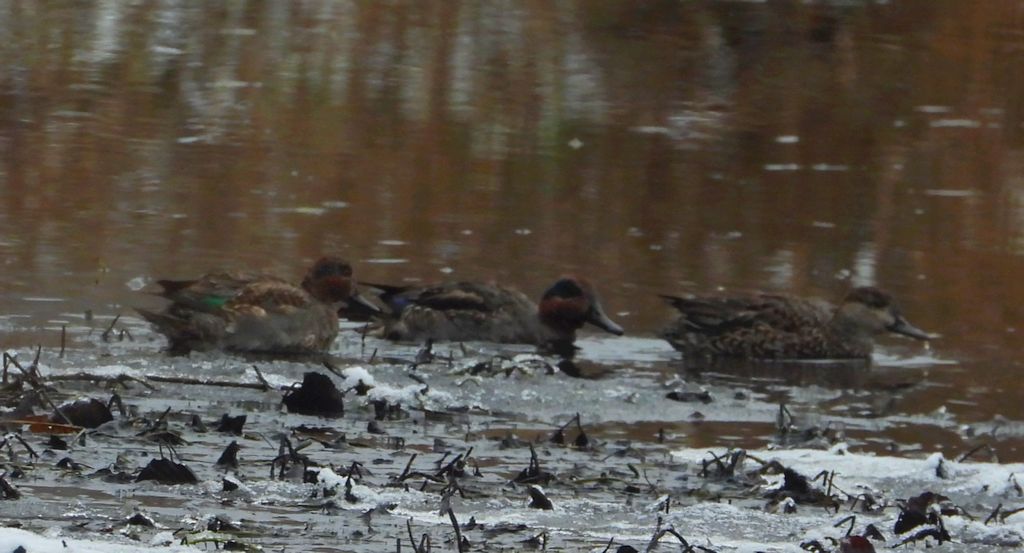 Cyraneczka zwyczajna, cyraneczka (Anas crecca)