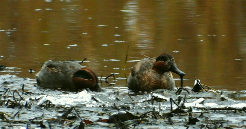 Cyraneczka zwyczajna, cyraneczka (Anas crecca)