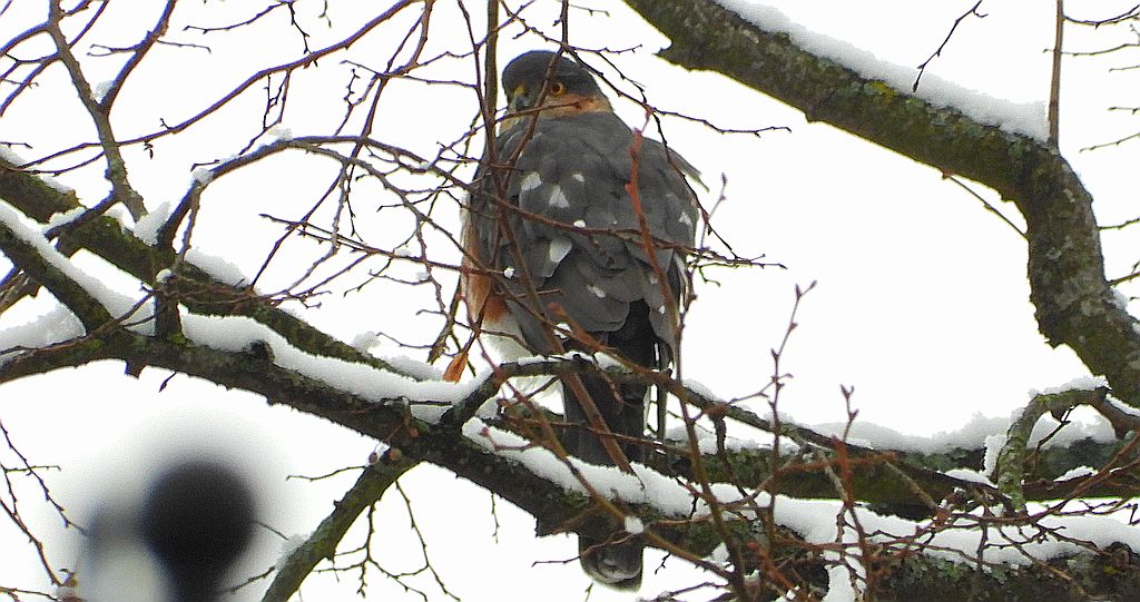 Krogulec zwyczajny, krogulec, jastrząb wróblarz (Accipiter nisus)