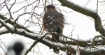 Krogulec zwyczajny, krogulec, jastrząb wróblarz (Accipiter nisus)