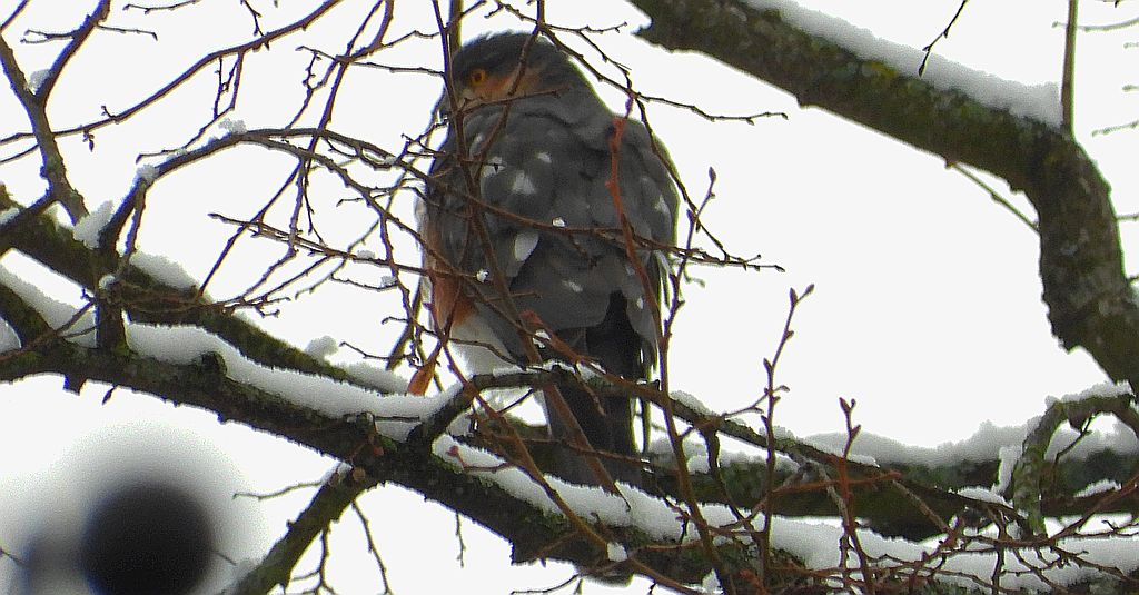 Krogulec zwyczajny, krogulec, jastrząb wróblarz (Accipiter nisus)