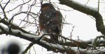 Krogulec zwyczajny, krogulec, jastrząb wróblarz (Accipiter nisus)