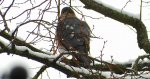Krogulec zwyczajny, krogulec, jastrząb wróblarz (Accipiter nisus)