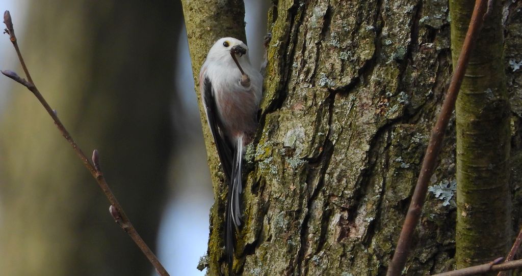 Raniuszek (Aegithalos caudatus)
