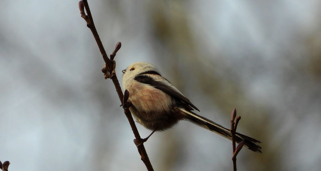 Raniuszek (Aegithalos caudatus)