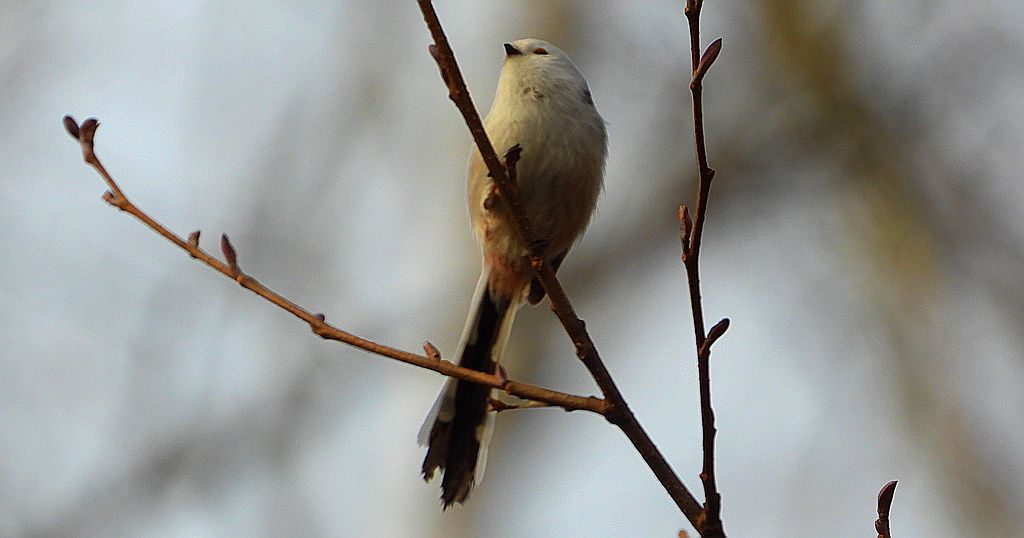 Raniuszek (Aegithalos caudatus)