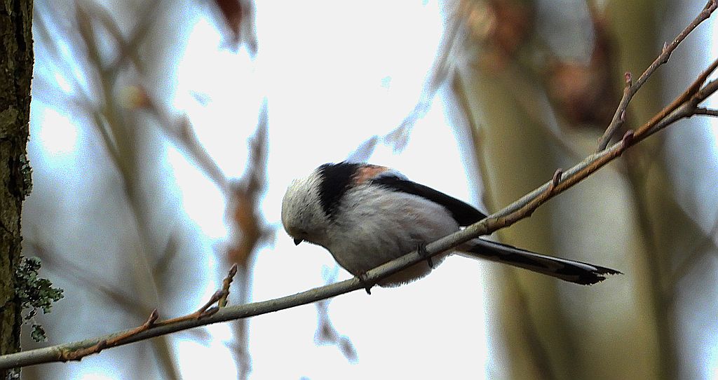 Raniuszek (Aegithalos caudatus)