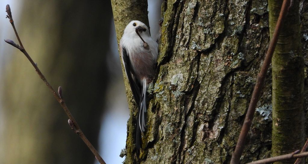 Raniuszek (Aegithalos caudatus)