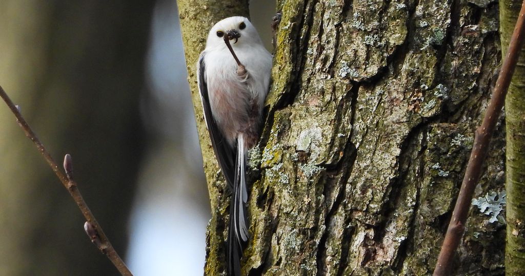 Raniuszek (Aegithalos caudatus)