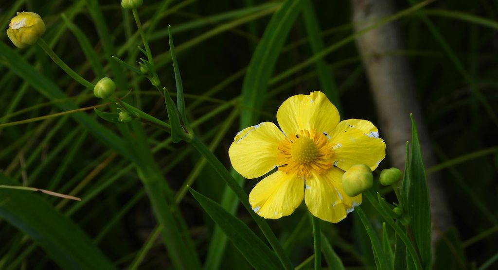 Jaskier wielki (Ranunculus lingua)