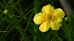 Jaskier wielki (Ranunculus lingua)