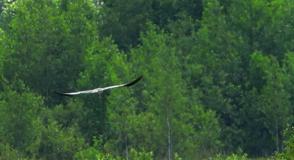 Błotniak łąkowy, błotniak popielaty (Circus pygargus)