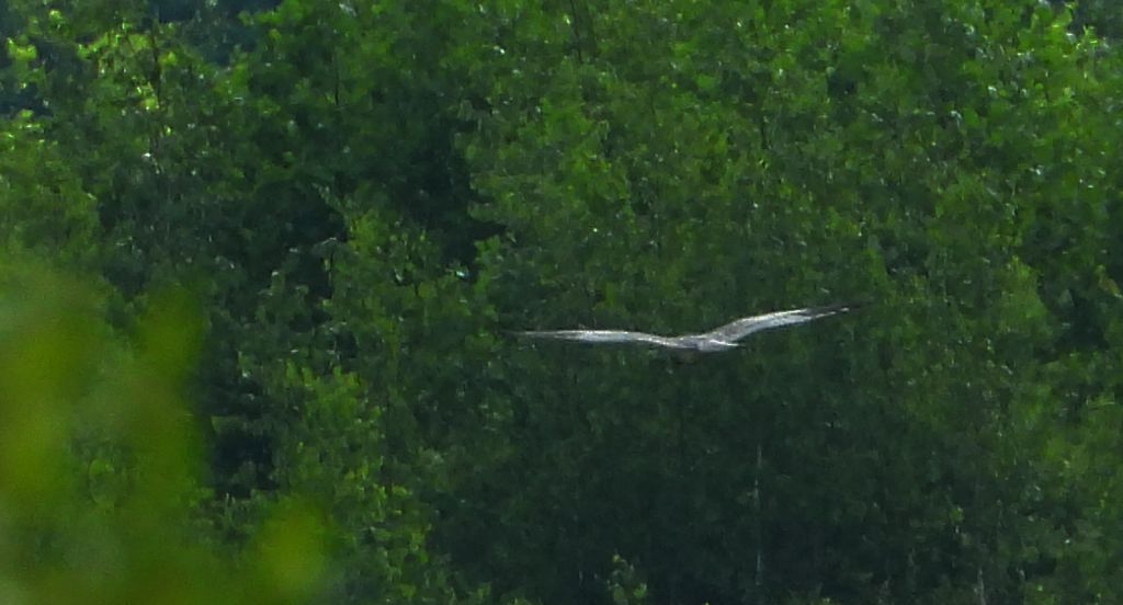 Błotniak łąkowy, błotniak popielaty (Circus pygargus)