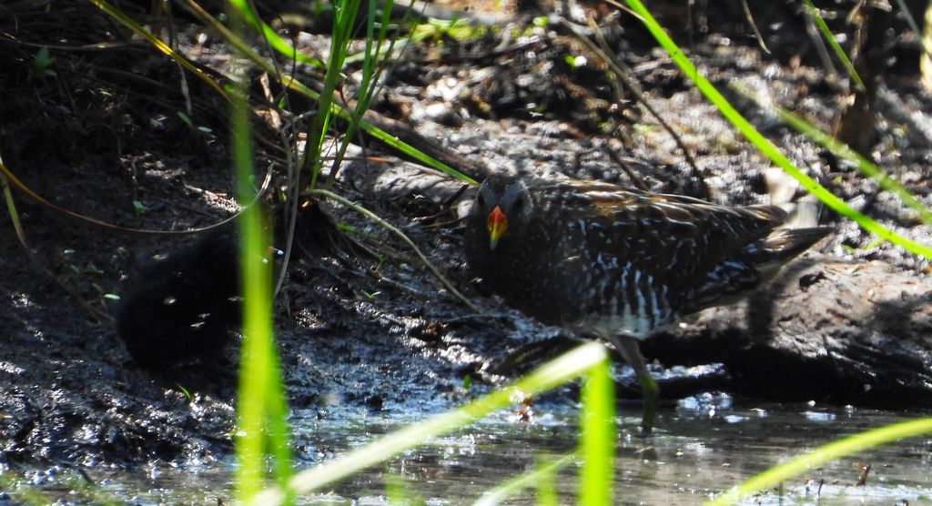 Kropiatka, kureczka nakrapiana (Porzana porzana)