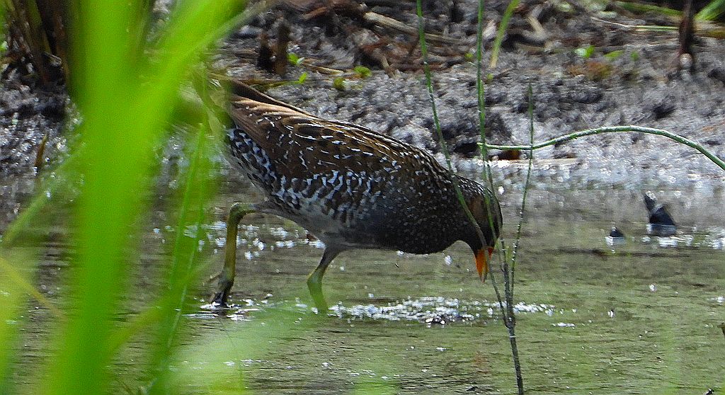 Kropiatka, kureczka nakrapiana (Porzana porzana)