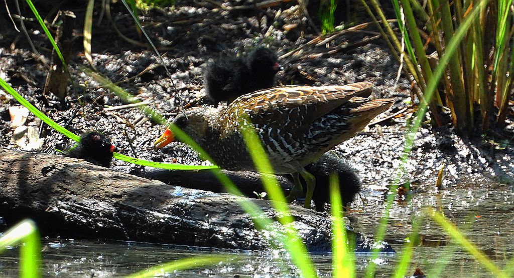Kropiatka, kureczka nakrapiana (Porzana porzana)