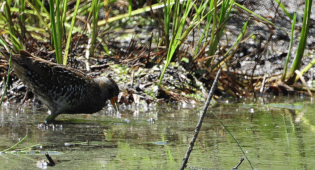 Kropiatka, kureczka nakrapiana (Porzana porzana)