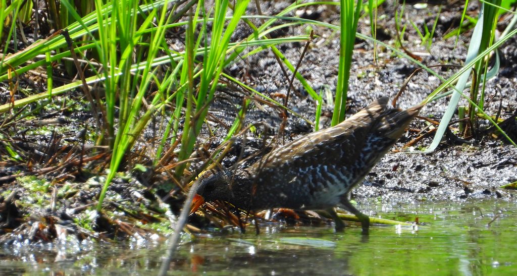Kropiatka, kureczka nakrapiana (Porzana porzana)
